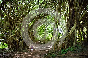 Male tourist admiring giant banyan tree on Hawaii. Branches and hanging roots of giant banyan tree on the Big Island of Hawaii