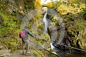 Male tourist enjoying famous Aira Force waterfall on Aira Beck stream, located in the Lake District, Cumbria, UK