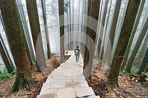 Male tourist walking down the stone stair in the Japanese Cedar Forest with fog in Alishan National Forest Recreation Area.