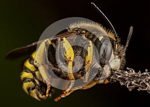 Male of Trachusa interrupta bee sleeping biting a branch