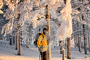 Male traveler stands between huge fir trees covered with snow, at sunny day and looking at camera