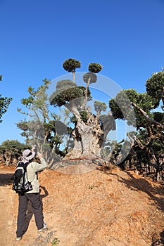 Male traveler taking pictures of ancient olive trees with knobby gnarly giant trunks and roots