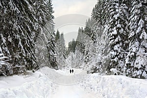 Male travelers go on the road in spruce forest in snow. Winter landscape with of fir tree forest in snow