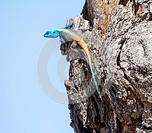 Male Tree Agama