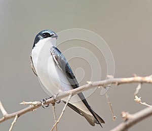 Male Tree Swallow