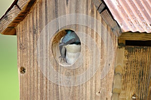 Male Tree Swallow Inspecting Nest Box