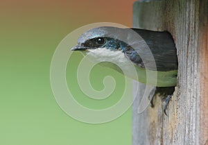 Male Tree Swallow in a Nest