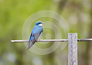 Male Tree Swallow on Perch