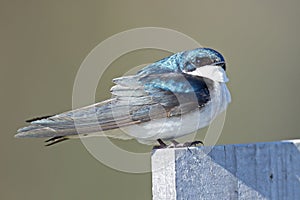 Male Tree Swallow Standing on a Post