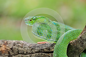 Male Trimeresurus (parias) hageni\'s viper Hagen in a steady attacking stance against a natural background