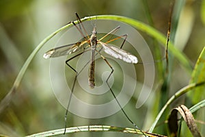 Male true crane fly