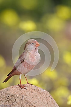 Male Trumpeter Finch standing on a rock