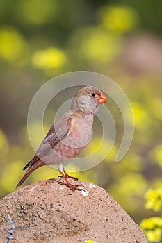 Male Trumpeter Finch standing on a rock