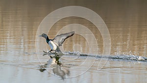 Male Tufted Duck Anatidae landing on the water