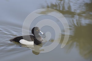 Male Tufted duck Aythya fuligula a diving duck widespread thoughout the UK