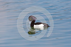 Male tufted duck aythya fuligula swimming in blue water