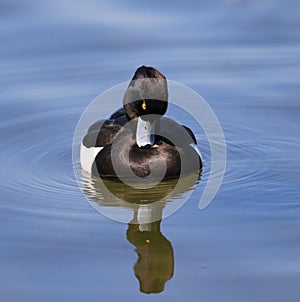 Male tufted duck looking down