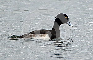 Male tufted duck preparing to dive