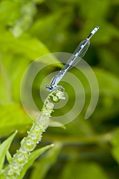 Male Tule Bluet hanging onto plant in the forest