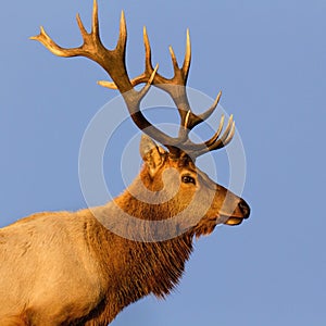 Male Tule Elk Close-up photo