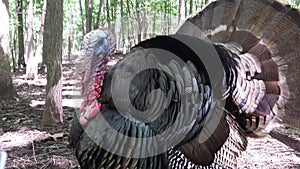 Male turkey