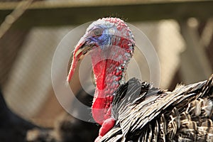 Male Turkey Close-Up