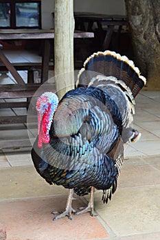 Male Turkey Displaying, Full Body