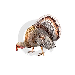 Male turkey eating food bend down head photo