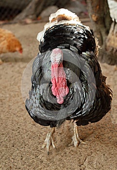 Male turkey gobbler