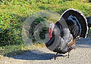 Male Turkey gobbler flaring its tail feathers in a typical display called strutting with wing tips pointed downward