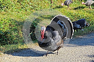 Male Turkey gobbler flaring its tail feathers in a typical display called strutting with wing tips pointed downward