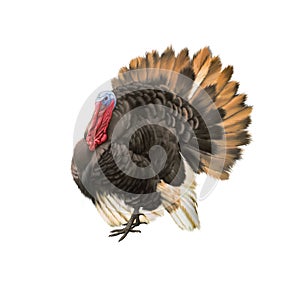 Male turkey illustration isolataed on white photo
