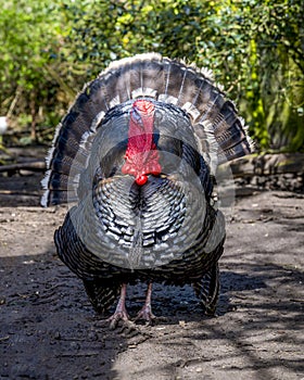A male turkey, the large bird in the genus Meleagris