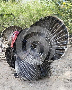 A male turkey, the large bird in the genus Meleagris