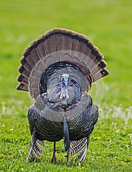 Male turkey shows his tail feathers.