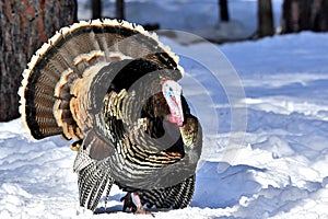 Wild Tom Turkey, Montana.