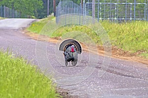 Male turkey strutting down road