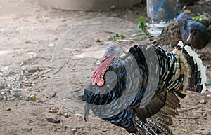 Male Turkey is strutting on the ground.