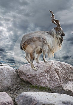 Male Turkmenian markhor