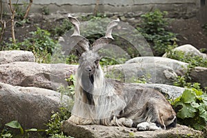 Male Turkmenian markhor