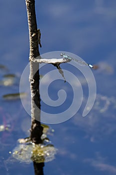 Male Turquoise Bluet Damselfly on Branch