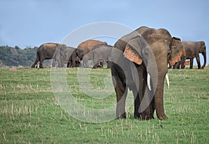 Male tusker and a herd of wild elephants