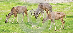 A male and two female kudus grazing