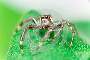 Male Two-striped Jumping Spider Telamonia dimidiata, Salticidae resting and crawling on a green leaf