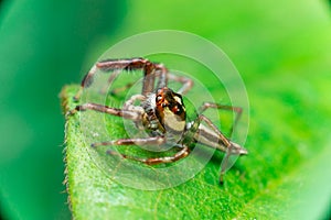 Male Two-striped Jumping Spider Telamonia dimidiata, Salticidae resting and crawling on a green leaf