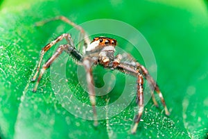 Male Two-striped Jumping Spider Telamonia dimidiata, Salticidae resting and crawling on a green leaf