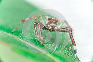 Male Two-striped Jumping Spider Telamonia dimidiata, Salticidae resting and crawling on a green leaf