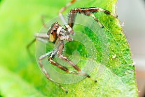 Male Two-striped Jumping Spider Telamonia dimidiata, Salticidae resting and crawling on a green leaf