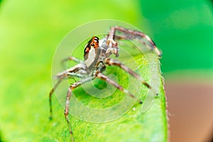 Male Two-striped Jumping Spider Telamonia dimidiata, Salticidae resting and crawling on a green leaf