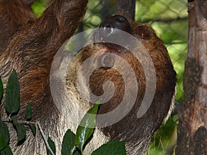 Male two-toed sloth is climbing under a branch